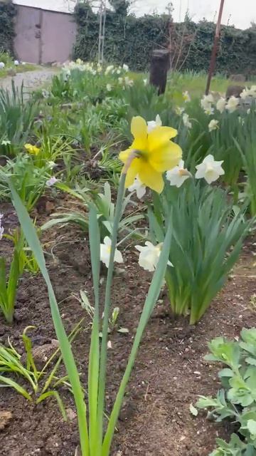 Крымская весна.