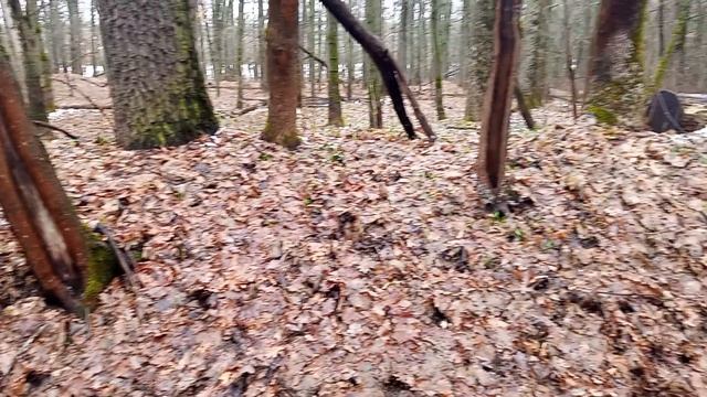 Первые подснежники 10 апреля