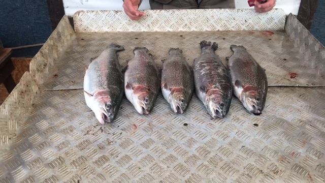 улов форели 9.5 кг