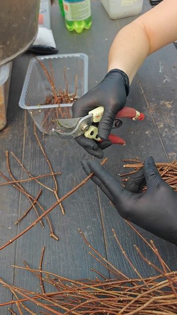 Черенкование метельчатой гортензии одревесневшим черенком весной.