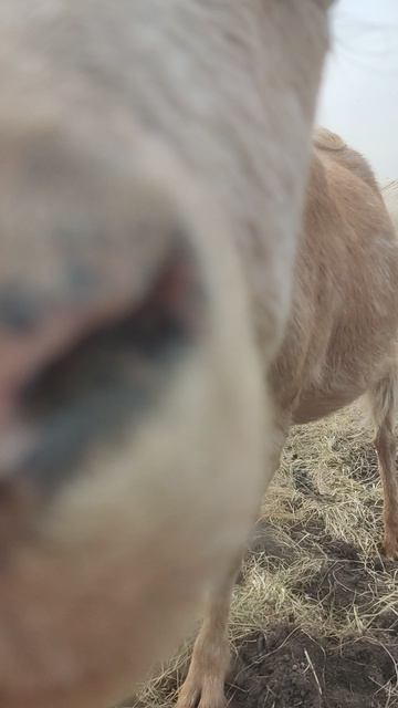 Козы и козлы