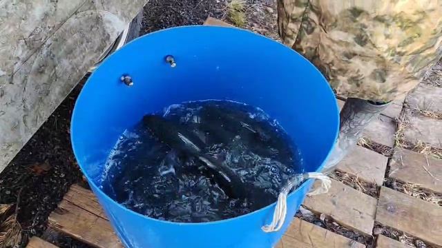 новый привоз форели