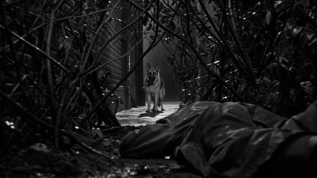 Меры безопасности при встрече с собакой