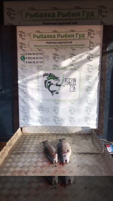 уловы рыбаков в Рыбин Гуде