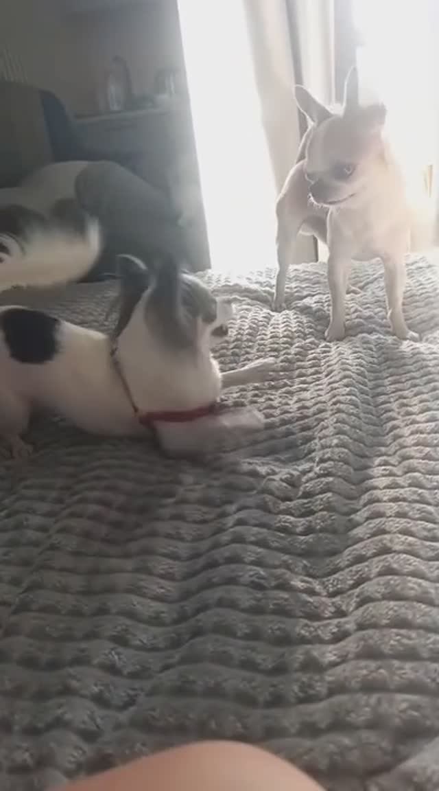 #ЧихуахуаРеди❤️РОКСИ ЗАИГРЫВАЕТ С РЕДИ)