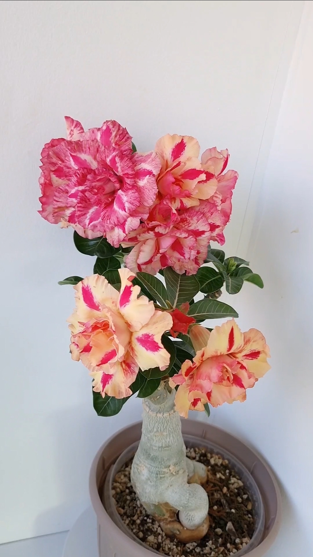 Мечта бабочки(Butterfly Dream).