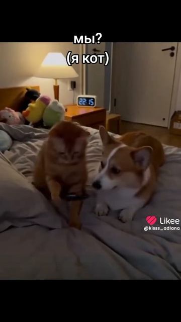 Никоша, это мы?