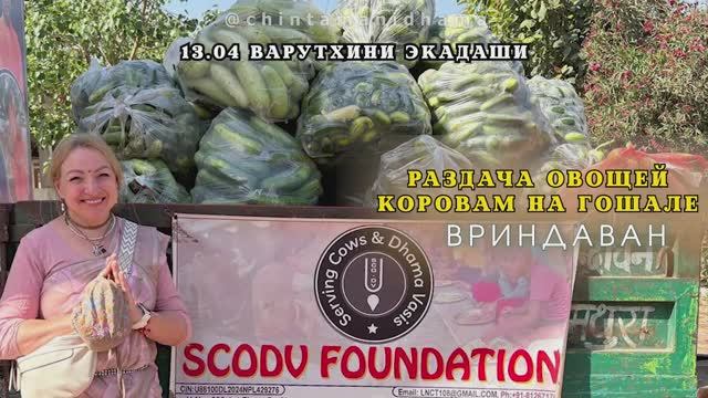 13 апреля. Варутхини экадаши. Раздача овощей коровкам на гошале