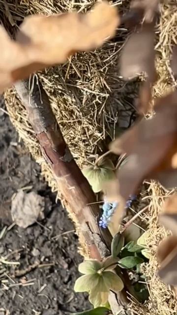 Лесная композиция