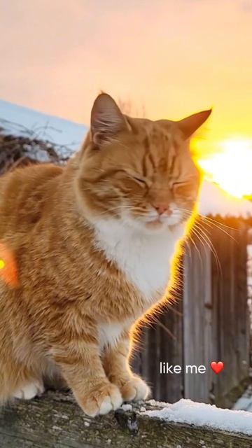 Закат, забор, я. Что ещё нужно для счастья?