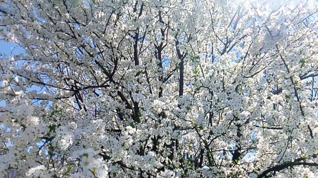 Цветёт слива 2026.04.06