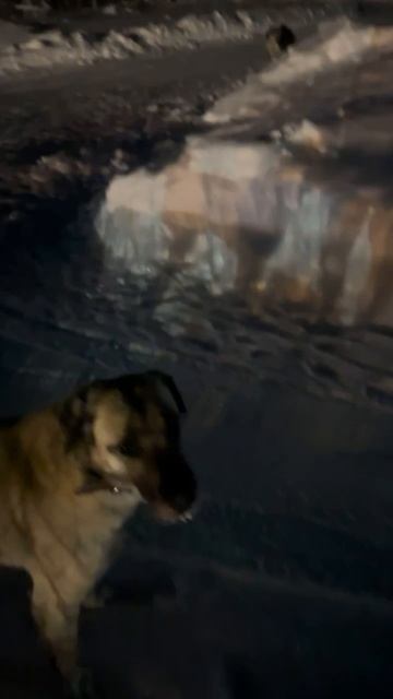 🌿 Наш невезучий Тимуш 🍀 дома 🏠❗Пост в описании  🎥 #собака #радость #дом #семья #любовь