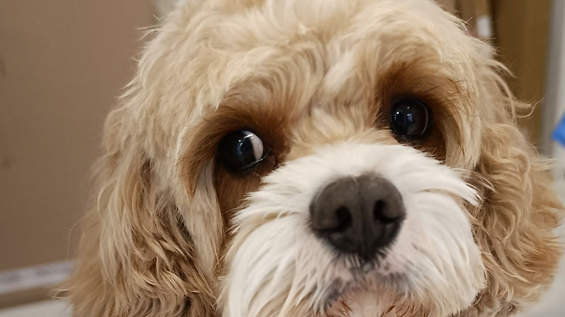 А мы уже вернулись с прогулки 🐶👍❣️