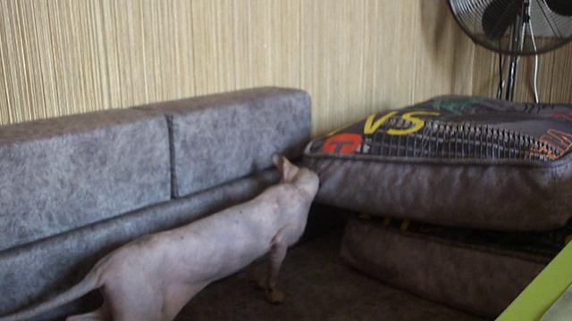 лысая кошка сфинкс лысая кошка с большими ушами