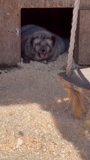 Иногда счастье - это просто сидеть и никуда не спешить ❤️🦊
#приютСудьба #приютдляживотных #животные