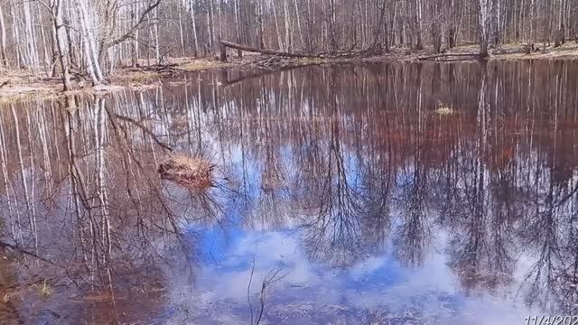 2026/4/11: Заливной луг за Красными озёрами в Заречном - часть 1-я - (доп. стабилизированная версия)