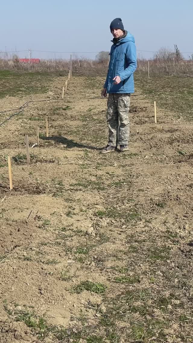 Посадил первую часть виноградника, жду урожай
