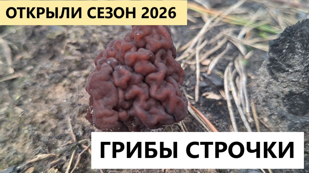 Поход за грибами строчками. Грибной сезон 2026 года открыт.