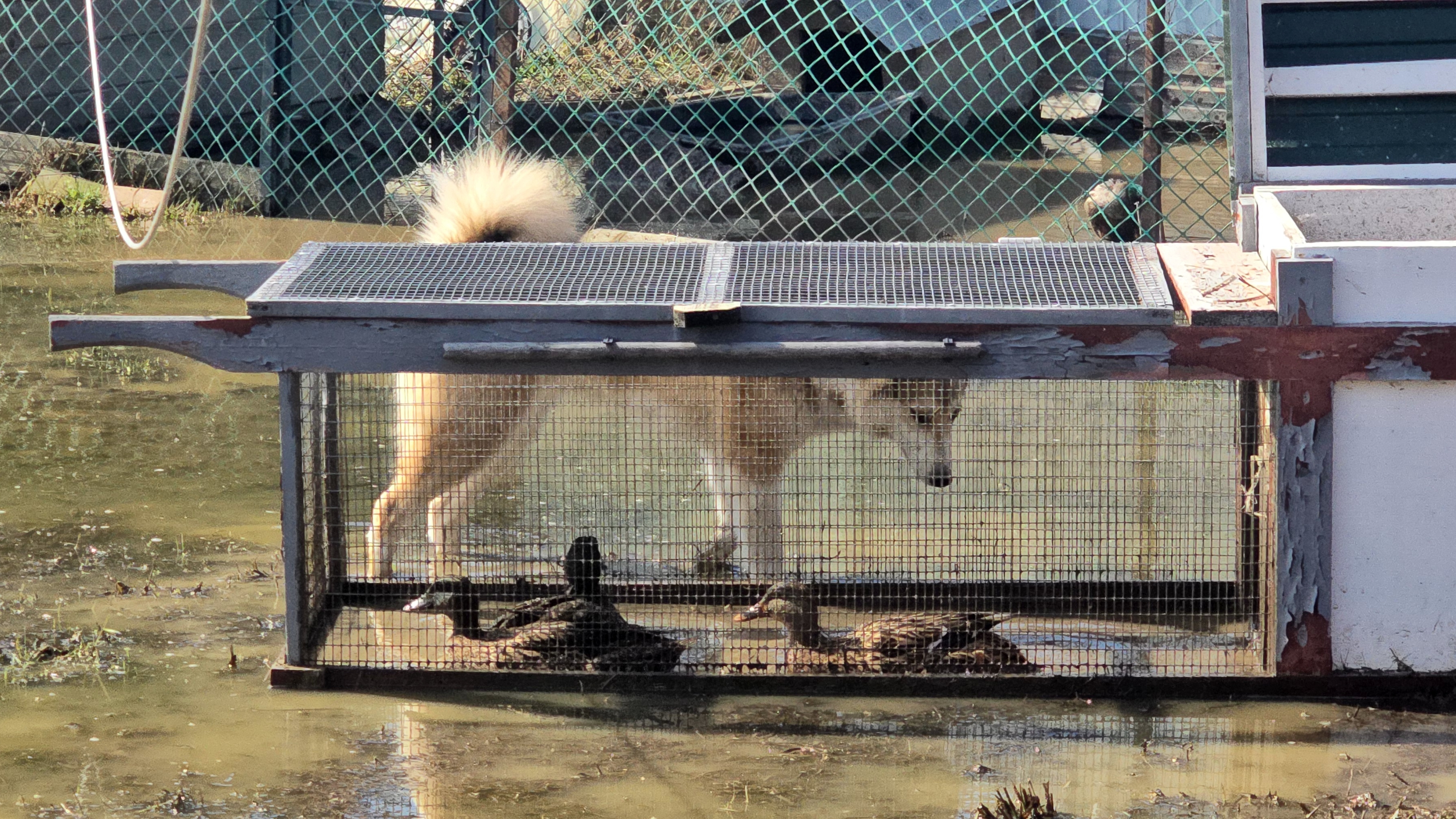 От уток для лаек