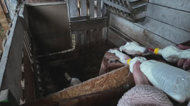 Доим корову, думаем о ремонте