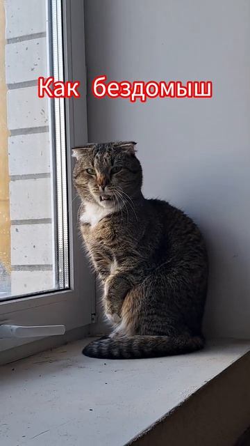 Жестокий хозяин# Сидит кот то на улице, то в подьезде##