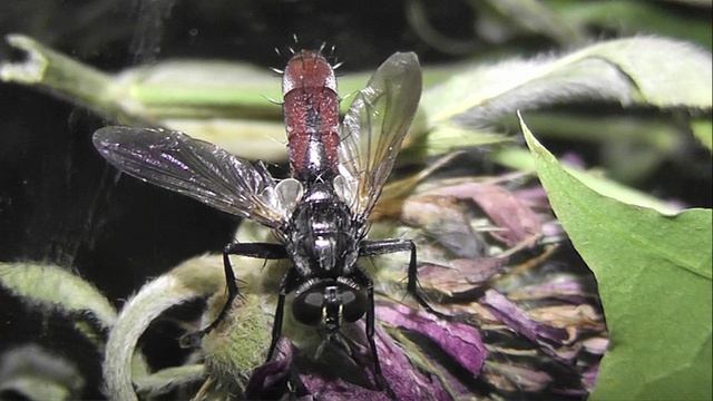 ИНСЕКТАРИЙ: 455. Цилиндромия Двухцветная (Cylindromyia bicolor) 2V