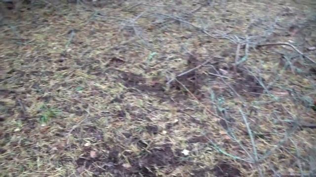 следы деятельности кабанов в сосновом лесу