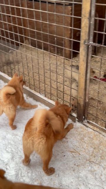 Старшие щенки пришли УЧИТЬ ЖИЗНИ младших! Elder Pups Came To TEACH The Younger Ones How LIFE Works!