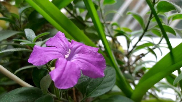 Неизвестное растение