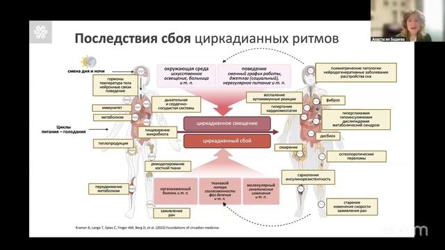 🤔 Синхровитал - почему важно учитывать биоритмы? ❄ Siberian Wellness / Сибирское Здоровье #sw