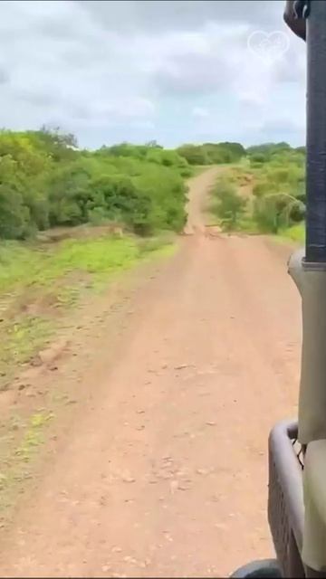 Невероятно! Поросенок бородавочника пробежал между львами.