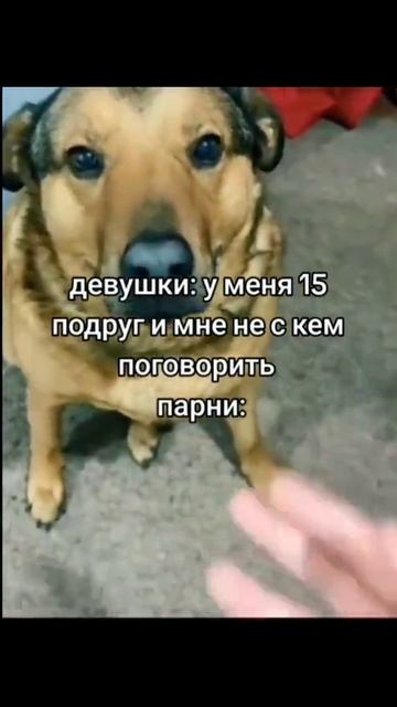 Мемы с животными