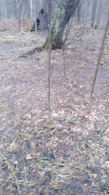 ✔Моя грибная плантация - строчок🍄 гигантский✔