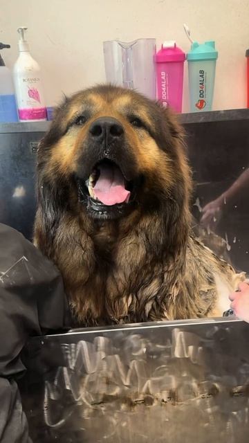 груминг собак, кошек Барнаул