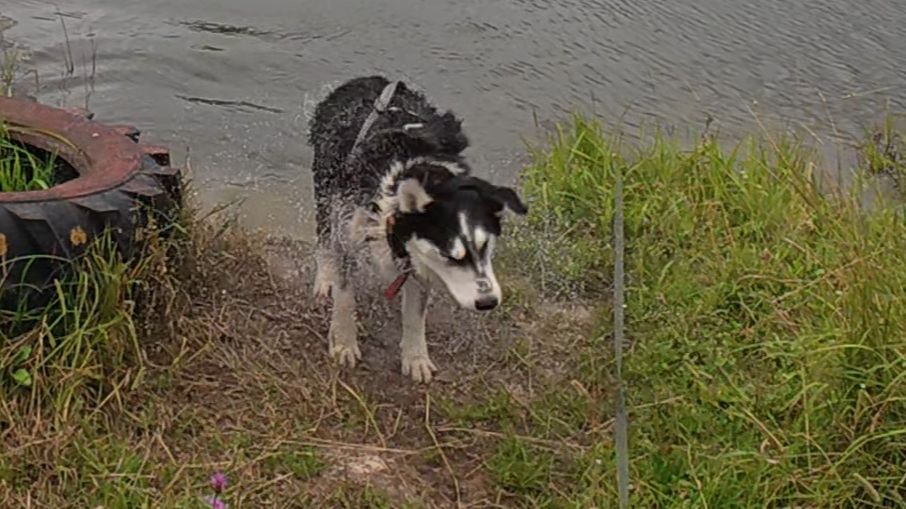 С хаски Диком на длинном поводке пруд, поля. 19.07.2025 часть 1