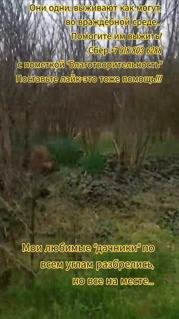 НАС107=106хвостиков  +1человек!