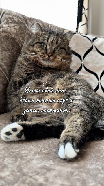 Пусть всем котикам так повезет 13-04-2026