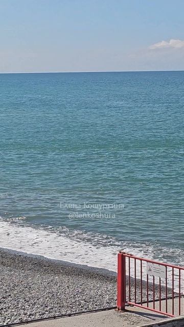 Дельфины в Чёрном море. Сочи