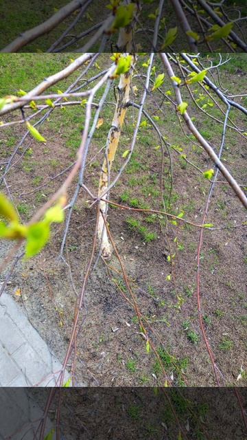 Весенняя Берёза (моё личное стихотворение)