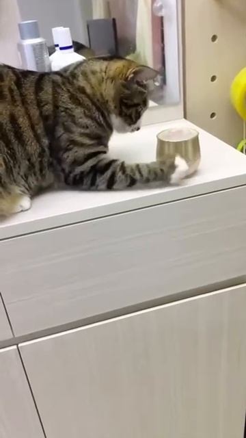 Коты не при делах