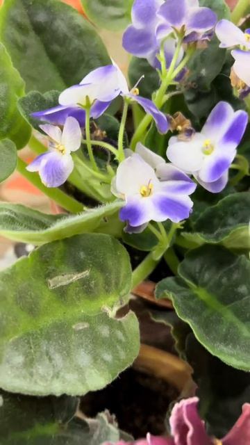 Мамины фиалки😊