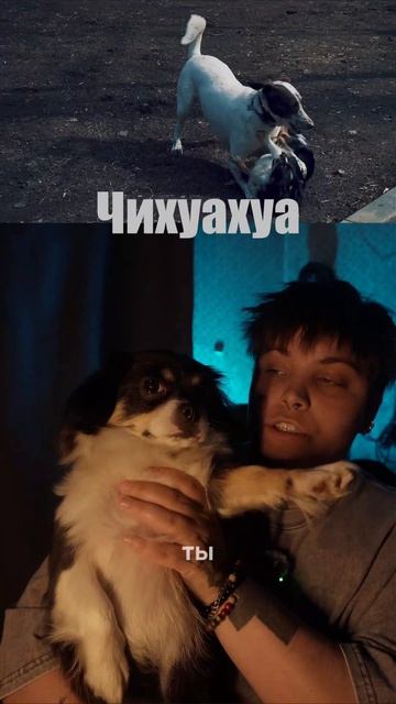 Ты любишь собак?

Если что, я не продаю собак🚫

#pov #live #blog #жизнь #fyp