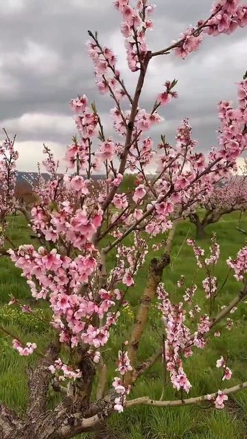 ЦВЕТЕНИЕ ПЕРСИКОВ В КРЫМУ🍑🍑👌 #Крым #цветениеперсиковвКрыму