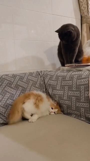 Автор видео: Catpicturesfolder