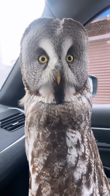 Втянулся, увидев собаку за окном 😂