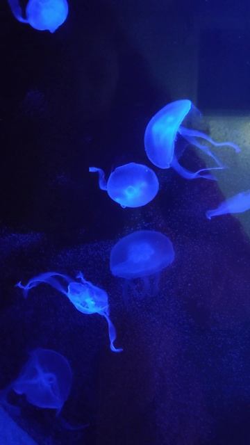 живые #медузы это #залипательно 
#медитация #аквариум #зоопарк #чтопосмотретьспб