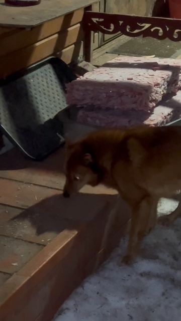 Квиз. Что ищет Тоня? Или кого😎 Quiz. What Is Tonya Looking For? Or Whom🤓