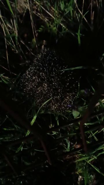 Ёжик — не головы, не ножик. ЖК Кипарис Сукко.