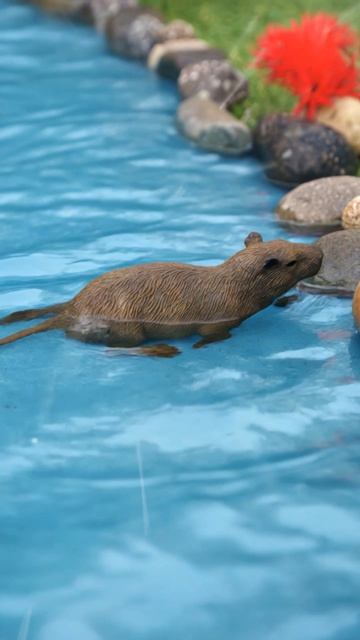 Игры для детей! 🐿️💧Учим животных: Фигурка от Collecta - Капибара игрушка плавает и кушает травку!