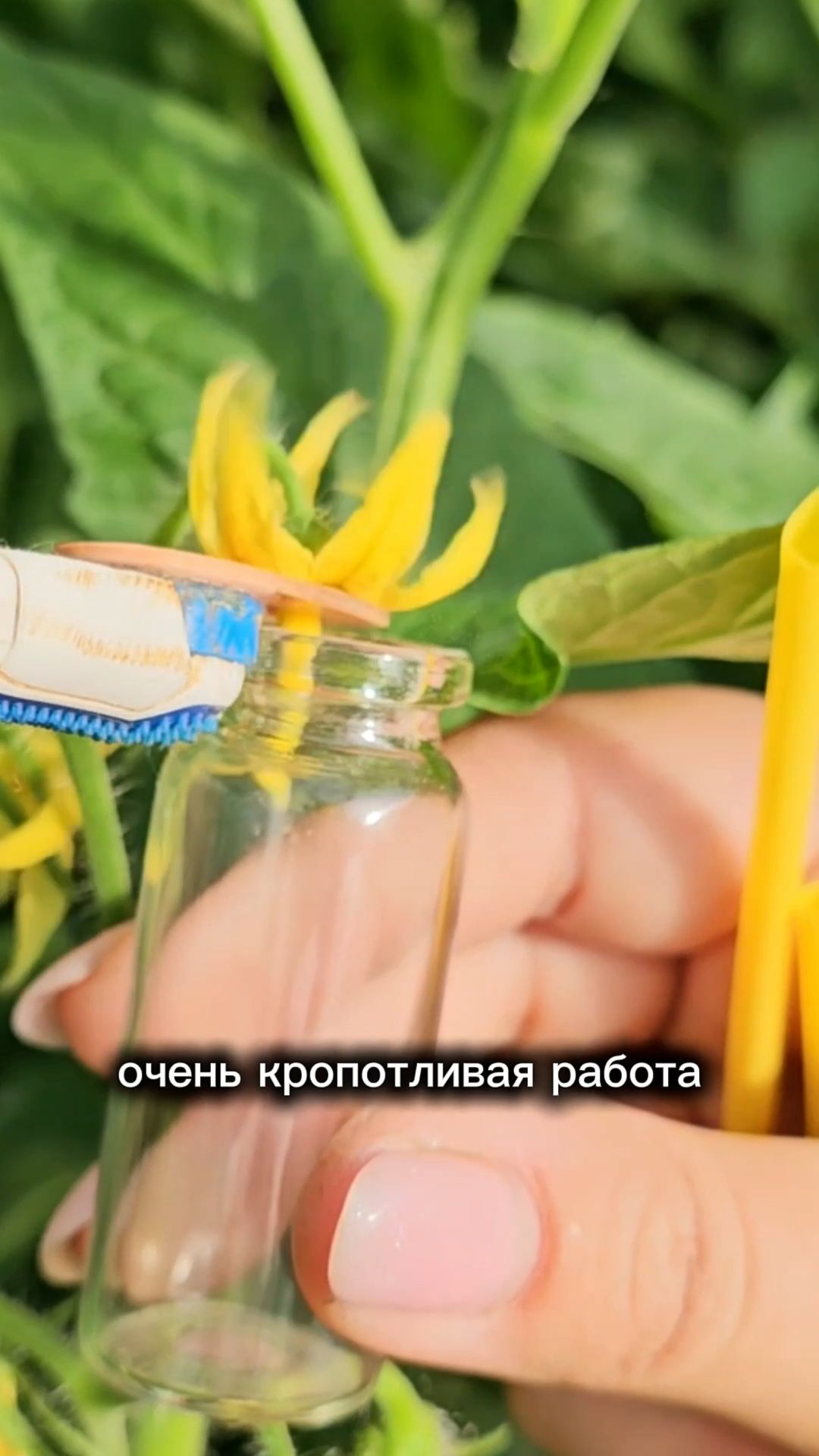 Как создаются гибриды томатов? Уникальное видео из теплицы селекционеров.